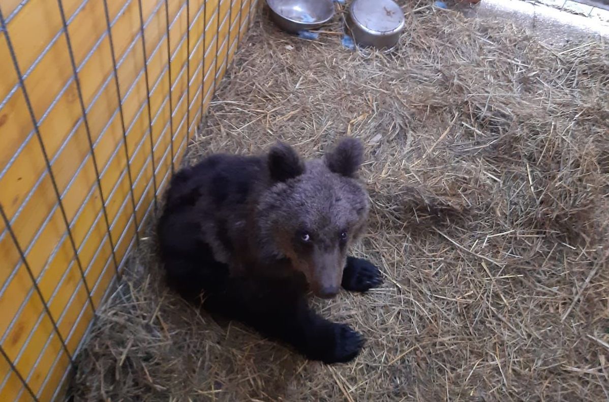 Immagine per Quell'orsetto ritrovato solo a Gorizia, da due anni accolto al Bioparco di Roma